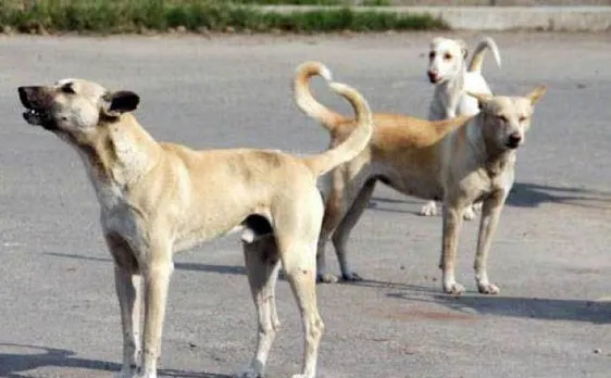 Supreme Court says stray dogs have a right to live