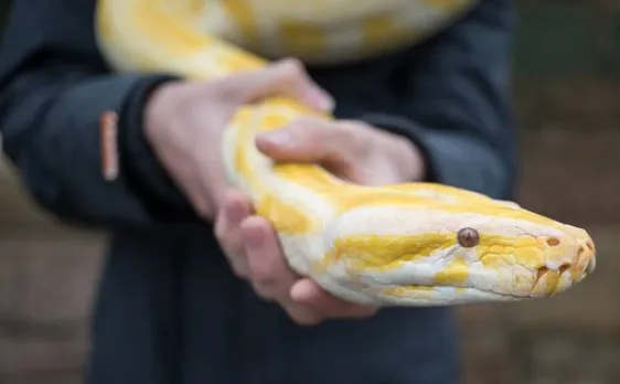 Florida wildlife officials hires two Indian snake hunters to get rid of Burmese pythons