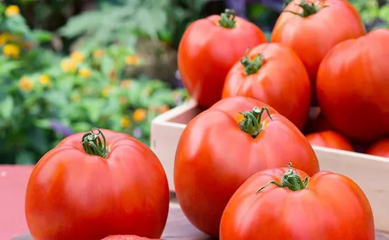 Scientists unlock genes to enhance taste of tomatoes