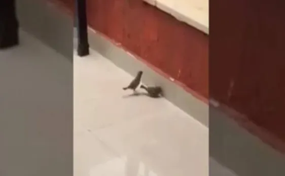 Viral Video: How a bird revived another bird from 'death situation'