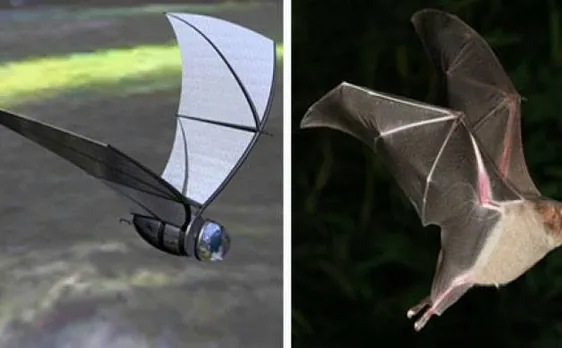 Scientists develop new bat-inspired flying robot 