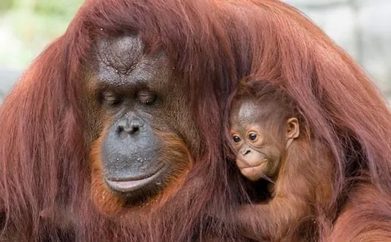 Orangutan 'kiss squeaks' reveals human language evolution, says study