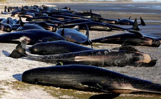 Mass Whale Death: Another 200 mammal's body surface on coast in New Zealand