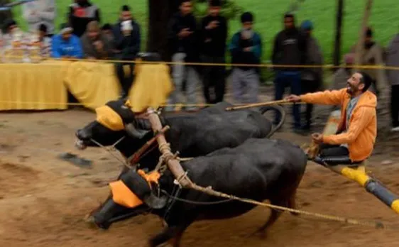 Video: Kambala Bill passed in Karnataka Assembly
