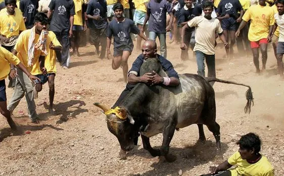 We will challenge legislations in Supreme Court: PETA on Jallikattu and Kambala