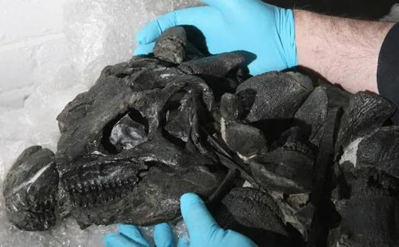 400-million-year-old extinct 'monster worm' discovered in Canadian museum