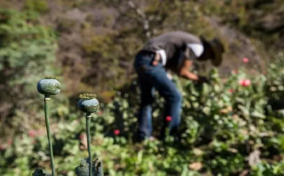 Narcotics Control Bureau destroys 191 acres of illegal poppy cultivation in Arunachal