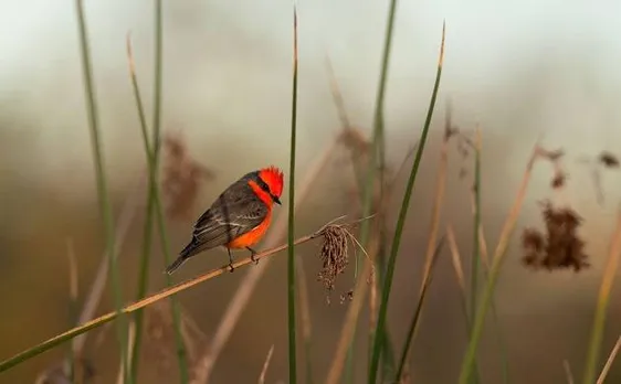 Fifth edition of Great Backyard Bird Count records 163 species