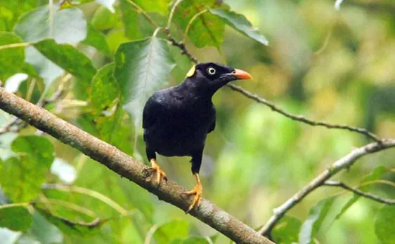 People living with more birds less likely to suffer depression, says study