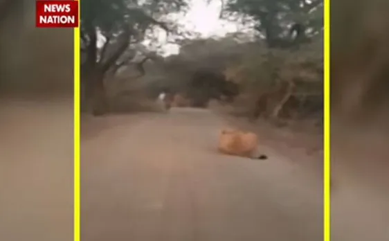 Watch: Brave milkman chases away lioness to protect cows
