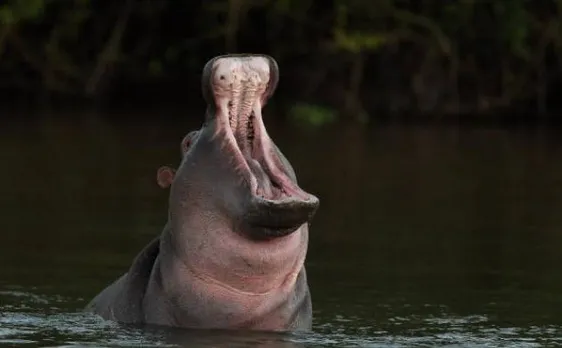 Zoo Hippo fatally attacked by unidentified assailants in El Salvador
