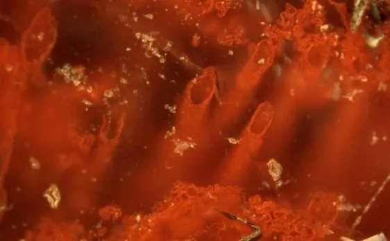 Oldest fossils direct indication of life 4 billion years ago