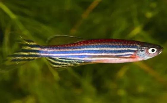 Zebrafish brain signal may help cure blindness in humans