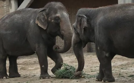 Unique methods to keep elephants away from human settlements in Odisha 