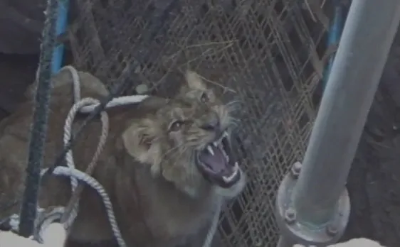 Forest department rescues Lion cub from village well in Gujrat, reunited with mother
