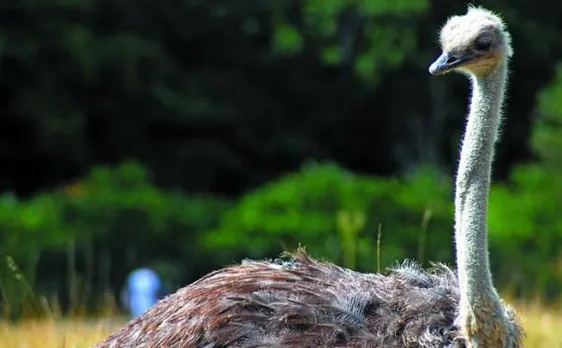 Ostriches existed in India over 25,000 years ago, molecular evidence shows