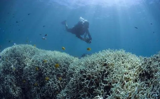 Indonesia summons British ambassador over coral reef destruction