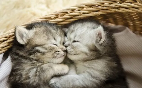 US-based perfume company develops 'Kitten Fur' perfume