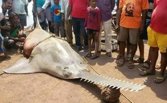 Oh Fish! Rare 20-feet long sawfish weighing 700 kg caught by fisherman in Mumbai