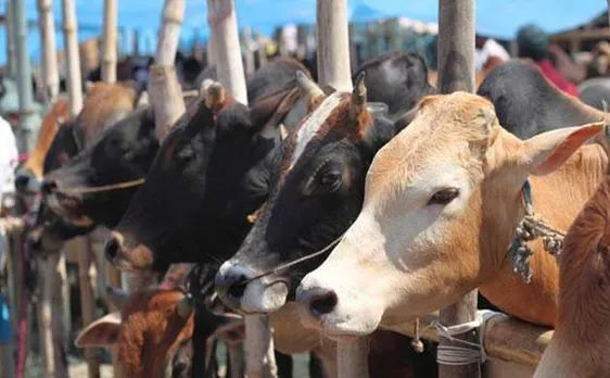 Gujarat Assembly amends cow protection law, enacts life imprisonment for cow slaughter 