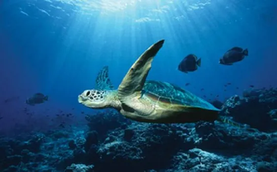 Global warming may help boosting marine life in Arctic waters
