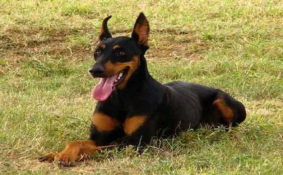US state of Marine Governor forgives dog for murder