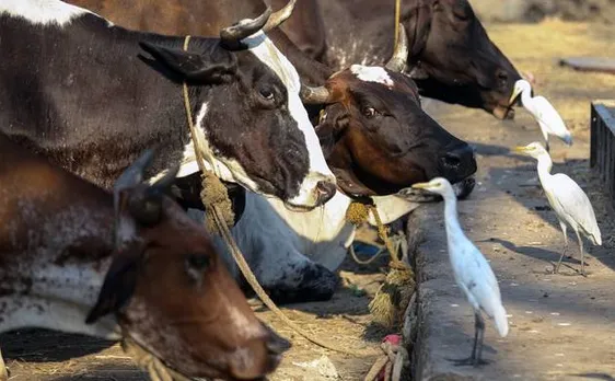 Ajmer dargah head urges Muslims to stop consuming beef, wants Govt to declare cow as national animal