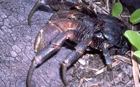 New species of crabs that live on tree discovered by scientists in Western Ghats