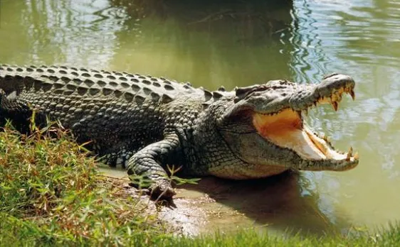 Odisha: Six-year-old girl hits crocodile to save her friend