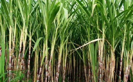 Sugarcane may produce oil for biodiesel production  