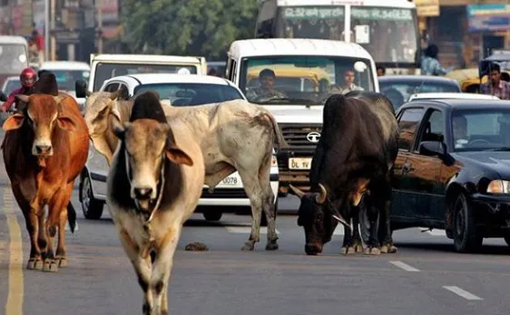 New obstacle detection system to protect on-road cows and other animals