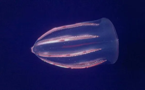 Marine jellies not sponges were first animals that evolved on Earth, claims study