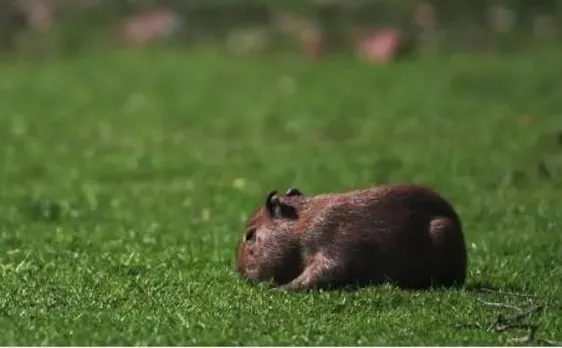 Video: 'Lily' World's largest rodent species gives birth to a pup at UK zoo