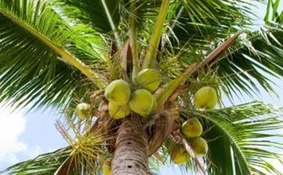 Act under which coconut palm was declassified as a 'tree' to be re-amended: Goa Minister