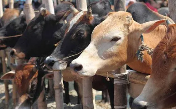 Cow vigilante mob attacks man and girl child in Reasi, Jammu