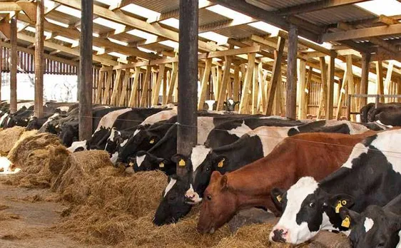 Central govt to Supreme Court: Cows should get Aadhaar like Unique Identification Number