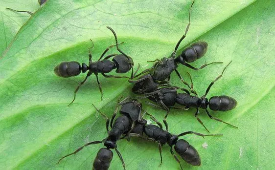 Scientists name new species of ants after English rock band Radiohead