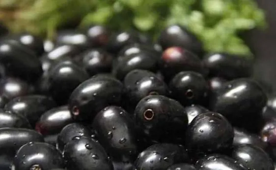 Scientists at IIT Roorkee use 'Jamun' to create low-cost, more efficient solar cells