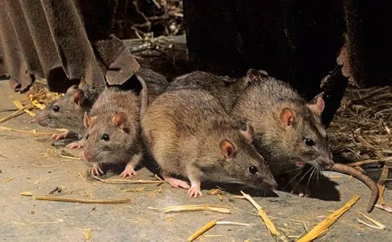 Rats drank 9 lakh litres of seized liquor, claim Bihar police