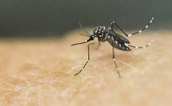 Scientists develop vaccine for potential Zika virus