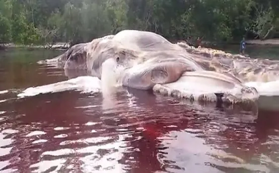 Watch: Massive 'sea monster' washes ashore in Indonesia, people mistook it to be a stranded boat