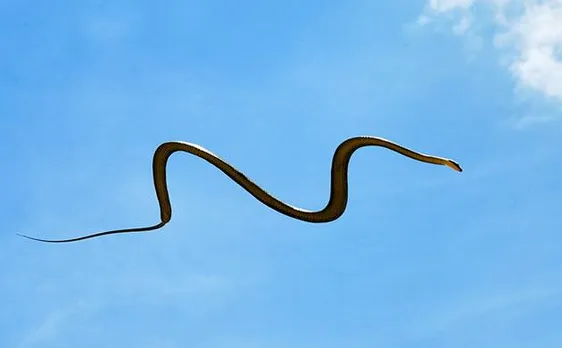 Flying snake? 5-million-year-old 'winged' snake species found from Gray Fossil Site in US