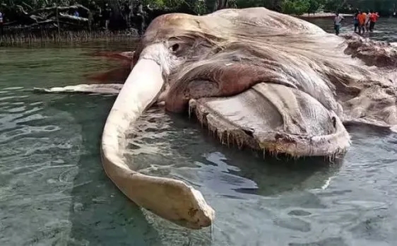 Huge sea creature that washed ashore in Indonesia identified by scientists 