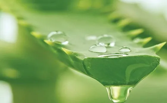 Aloe vera works as great conditioner for hair, click to know some more benefits of this wonder gel