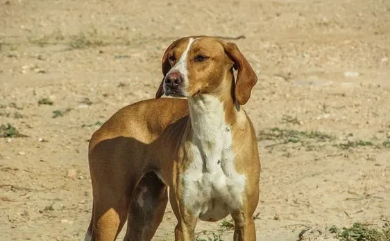 Dog sentenced to death in Pakistan's Punjab province for biting a child