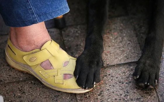 Humans can understand dogs' language easily, says study