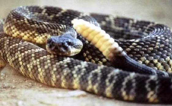 US man attempts to kiss rattlesnake; gets bitten on tongue