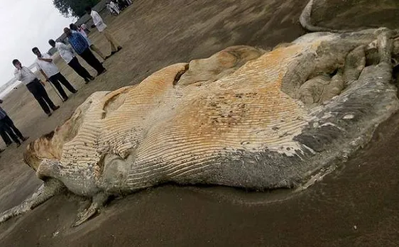 45-foot-long whale carcass wash ashore in two pieces at Juhu and Madh beaches in Mumbai