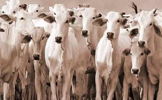 Modi Govt bans sale of cattle across country for slaughter purpose, notifies 4 rules to regulate livestock market