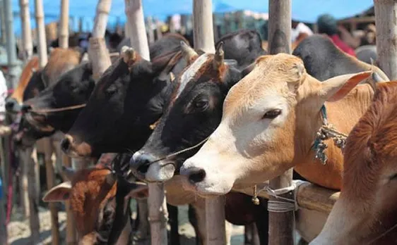 Leather industry opens up on cattle ban, says Centre's decision should be revoked or amended